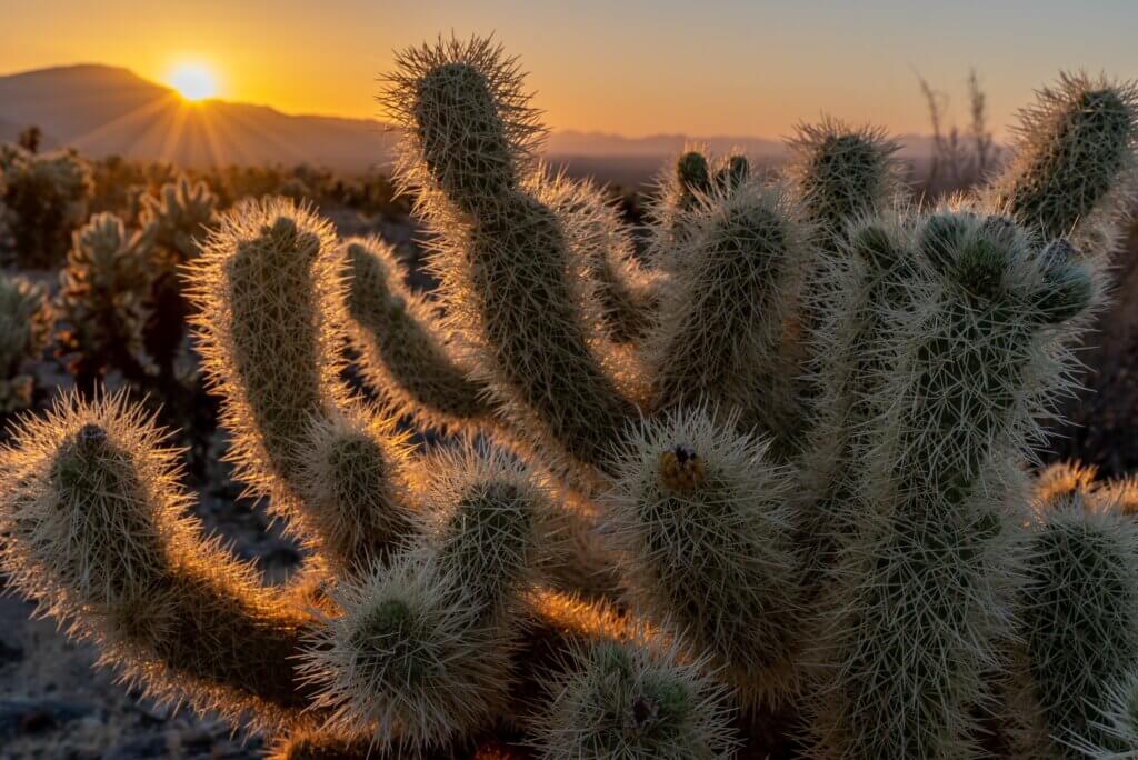 Cholla Cactus Garden at Sunrise in Joshua Tree National Park