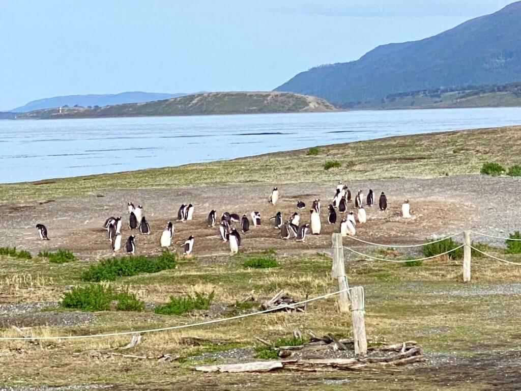 one month in patagonia travel itinerary, penguins in ushuaia