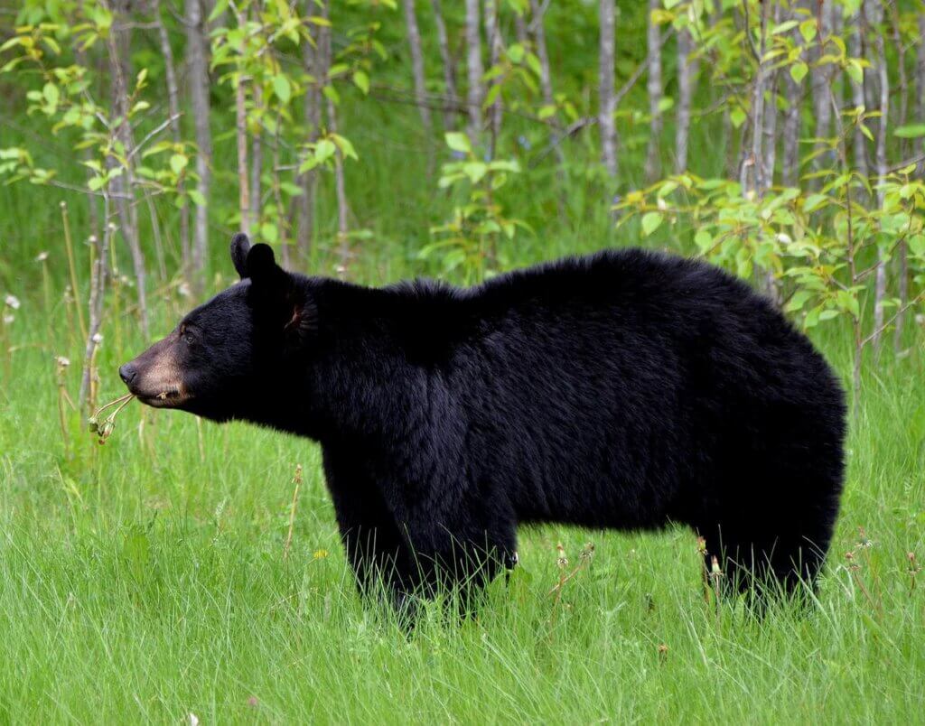 black bear in nature