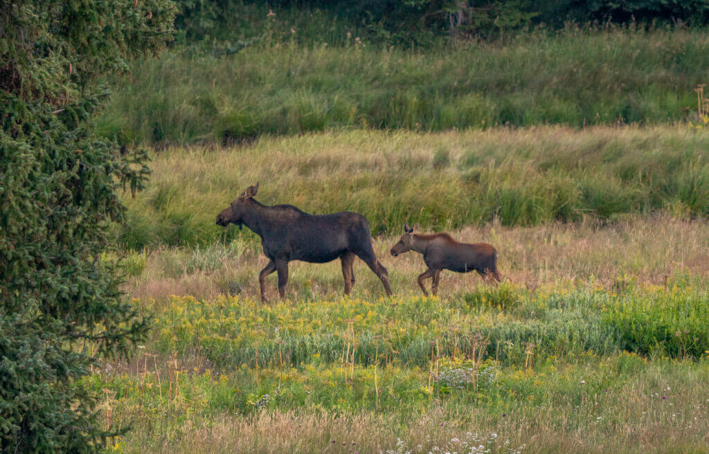 Grand Teton Activities, Moose Mom and Baby