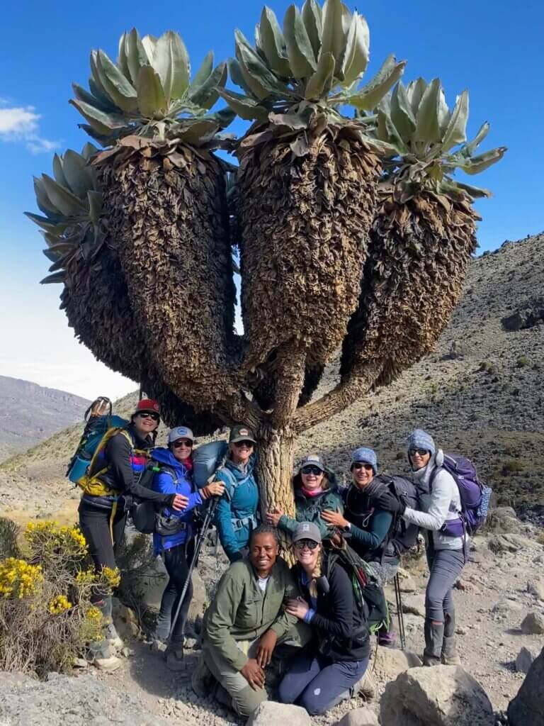 Giant Groudsels Seen While Climbing Mt. Kilimanjaro