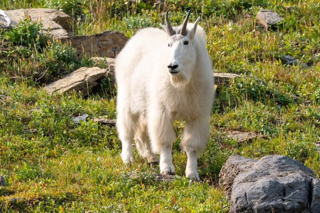 Glacier National Park Travel Guide, Mountain Goat