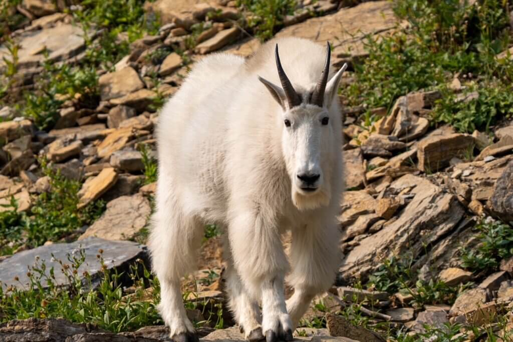 Mountain goat spotted on the Going to the Sun Road in Glacier National Park