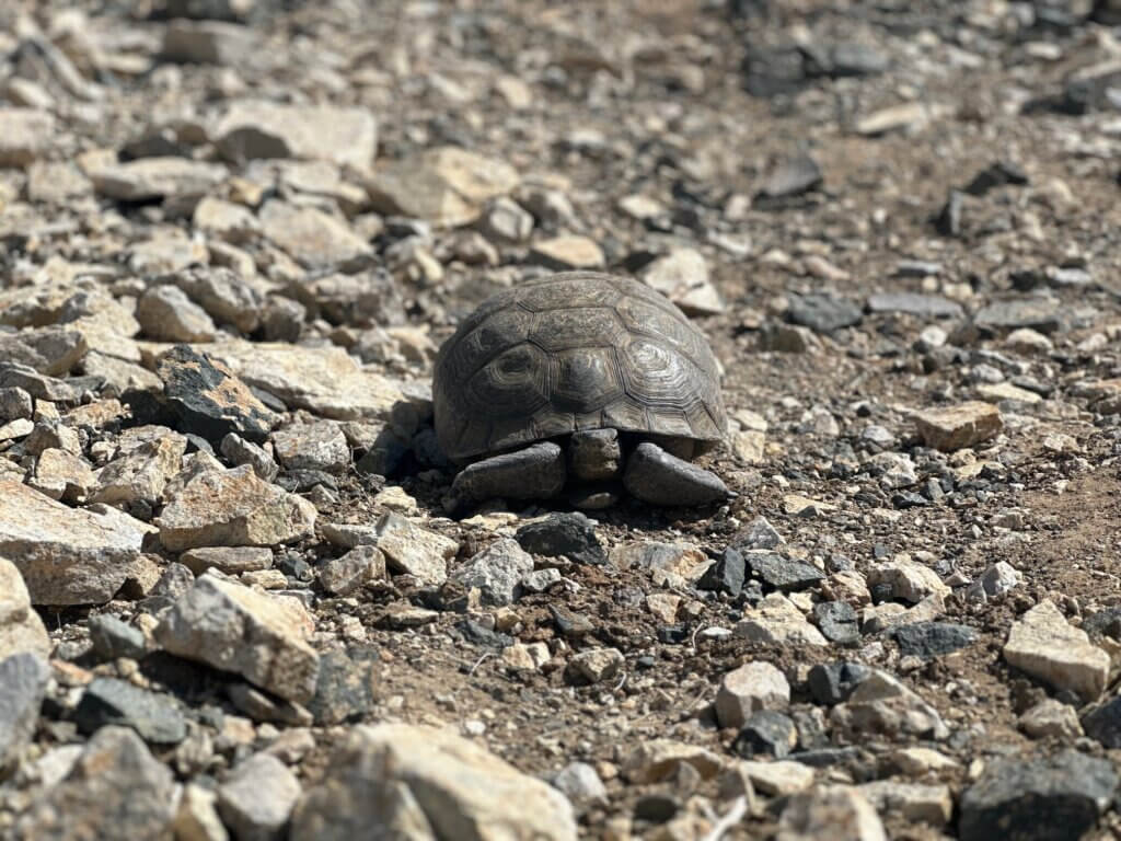 Desert Tortoise in Joshua Tree National Park