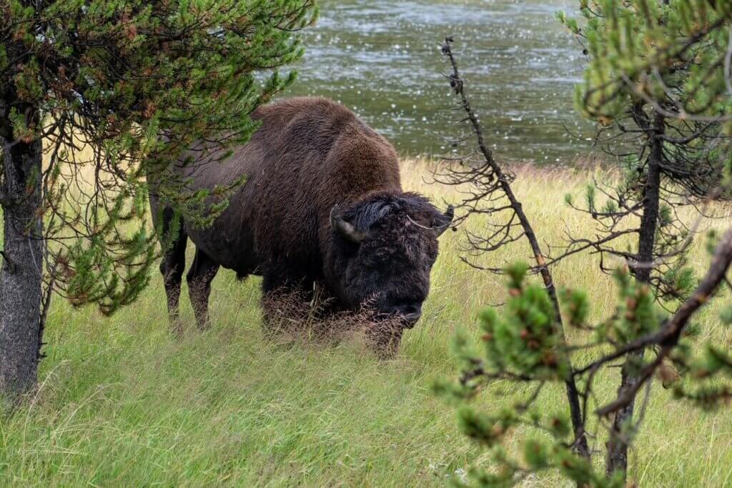 Buffalo Grazing in Yellowstone National Park